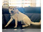 Anatolian Shepherd-Great Pyrenees Mix DOG FOR ADOPTION RGADN-1346390 - Otis -