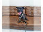 Beagle Mix DOG FOR ADOPTION RGADN-1346402 - Spot - Terrier / Beagle / Mixed