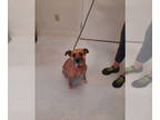 Beagle Mix DOG FOR ADOPTION RGADN-1346409 - Honey - Terrier / Beagle / Mixed