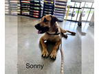 Black Mouth Cur Mix DOG FOR ADOPTION RGADN-1346412 - Sonny - Black Mouth Cur /
