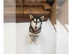 Alaskan Malamute DOG FOR ADOPTION RGADN-1346427 - Thor - Alaskan Malamute (long