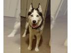 Mix DOG FOR ADOPTION RGADN-1346434 - DJANGO - Husky (medium coat) Dog For