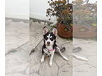 Australian Shepherd-Huskies Mix DOG FOR ADOPTION RGADN-1346484 - Bandit - Husky
