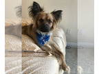 German Shepherd Dog-Papillon Mix DOG FOR ADOPTION RGADN-1346485 - Muncy -