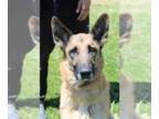 German Shepherd Dog DOG FOR ADOPTION RGADN-1346490 - Dalley ID 46702 - German