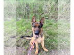 German Shepherd Dog DOG FOR ADOPTION RGADN-1346502 - Timber - German Shepherd