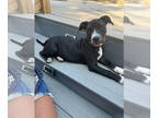 American Pit Bull Terrier DOG FOR ADOPTION RGADN-1346520 - Frankie - American