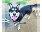 Mix DOG FOR ADOPTION RGADN-1346552 - *BANDIT - Husky (medium coat) Dog For
