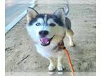 Alaskan Malamute DOG FOR ADOPTION RGADN-1346553 - *ALCHEMY - Alaskan Malamute