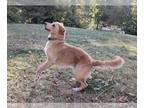 Golden Retriever DOG FOR ADOPTION RGADN-1346556 - Gabe - Golden Retriever /