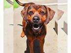 Rottweiler Mix DOG FOR ADOPTION RGADN-1346557 - Lewis - Hound / Rottweiler /