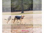 Black Mouth Cur-German Shepherd Dog Mix DOG FOR ADOPTION RGADN-1346559 - Merica