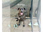 Labrador Retriever-Retriever Mix DOG FOR ADOPTION RGADN-1346577 - Brantley -