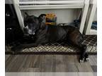 Boxer Mix DOG FOR ADOPTION RGADN-1346603 - ROXANNE - Boxer / Mixed (medium coat)