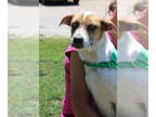 Huskies -Labrador Retriever Mix DOG FOR ADOPTION RGADN-1346604 - Mavis 40090 -