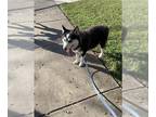 Huskies Mix DOG FOR ADOPTION RGADN-1346615 - XENA - Husky / Mixed (medium coat)