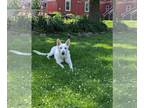 Mix DOG FOR ADOPTION RGADN-1346627 - Saige - White German Shepherd (long coat)