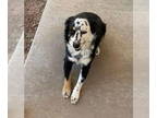 Australian Shepherd DOG FOR ADOPTION RGADN-1346636 - Pinto SC - Australian