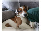 German Shorthaired Lab DOG FOR ADOPTION RGADN-1346641 - Maggie Moo - Labrador