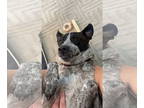 Canaan Dog DOG FOR ADOPTION RGADN-1346642 - IZZY (COURTESY POST) - Canaan Dog