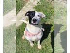 Dalmatian-Labrador Retriever Mix DOG FOR ADOPTION RGADN-1346653 - Jazzy -