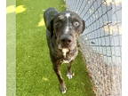 Catahoula Leopard Dog Mix DOG FOR ADOPTION RGADN-1346661 - Rover - Catahoula