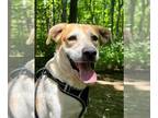 German Shepherd Dog Mix DOG FOR ADOPTION RGADN-1346675 - RUSTY - German Shepherd