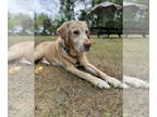 Labrador Retriever DOG FOR ADOPTION RGADN-1346689 - Bentley - Labrador Retriever