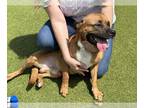 Black Mouth Cur Mix DOG FOR ADOPTION RGADN-1346694 - RUSTY - Black Mouth Cur /