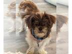 Shih Tzu Mix DOG FOR ADOPTION RGADN-1346696 - Danny - Shih Tzu / Mixed (medium