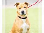 Chinese Shar-Pei-Labrador Retriever Mix DOG FOR ADOPTION RGADN-1346700 - WALTER