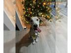 Carolina Dog-Labrador Retriever Mix DOG FOR ADOPTION RGADN-1346708 - JOHN JOHN -