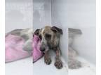 Rhodesian Ridgeback Mix DOG FOR ADOPTION RGADN-1346732 - JUNEBUG - Rhodesian