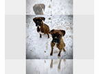 Boxer DOG FOR ADOPTION RGADN-1346750 - Rocky XI - Boxer Dog For Adoption