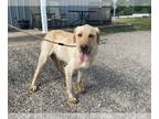 Labrador Retriever DOG FOR ADOPTION RGADN-1346752 - Ramen - Labrador Retriever