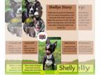 American Pit Bull Terrier Mix DOG FOR ADOPTION RGADN-1346754 - Shelly - Pit Bull