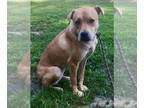 Labrador Retriever Mix DOG FOR ADOPTION RGADN-1346757 - Missy (GA) - Shepherd /