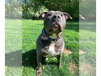 American Pit Bull Terrier DOG FOR ADOPTION RGADN-1346762 - Stryker - Pit Bull