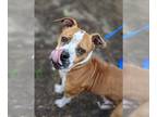 Boxer Mix DOG FOR ADOPTION RGADN-1346769 - Spanky (SC) - Boxer / Mixed (short