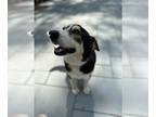 Siberian Husky Mix DOG FOR ADOPTION RGADN-1346772 - Cuddles (TX) - Siberian