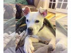 Boxer Mix DOG FOR ADOPTION RGADN-1346781 - Cloud - Boxer / Mixed (short coat)