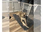 Labrador Retriever-Plott Hound Mix DOG FOR ADOPTION RGADN-1346782 - Rey (TX) -
