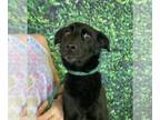 Collie-Labrador Retriever Mix DOG FOR ADOPTION RGADN-1346786 - Bella (AL) -