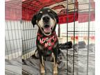 Rottweiler Mix DOG FOR ADOPTION RGADN-1346790 - Percy (AL) - Rottweiler /