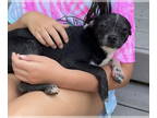 Boston Huahua DOG FOR ADOPTION RGADN-1346815 - Sammie (GA) - Boston Terrier /