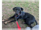 Rotterman DOG FOR ADOPTION RGADN-1346819 - Falcon (TX) - Doberman Pinscher /