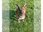 American Pit Bull Terrier-Bull Terrier Mix DOG FOR ADOPTION RGADN-1346829 -