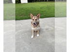 Huskies Mix DOG FOR ADOPTION RGADN-1346833 - Flynn (TX) - Husky / Mixed (long