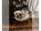 Shih Tzu Mix DOG FOR ADOPTION RGADN-1346863 - Jojo (TX) - Shih Tzu / Mixed (long