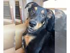 Rotterman DOG FOR ADOPTION RGADN-1346866 - Mocha (TX) - Rottweiler / Doberman